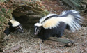 The Lesser Hairy Smelly Badger The Lesser Hairy Smelly Badger