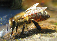Honey Bee by Bartosz Kosiore [from Wikimedia Commons] on Ledbury Community Portal
