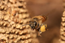 Honey Bee by Muhammad Mahdi Karim [Wikimedia Commons] on Ledbury Community Portal