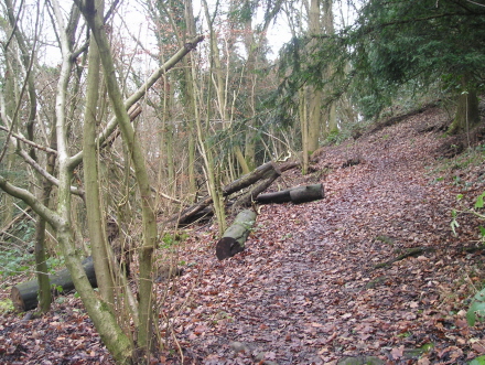 Dog Hill Wood