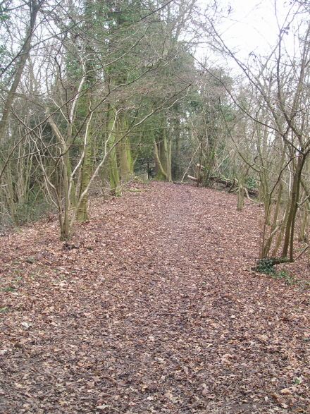 Dog Hill Wood