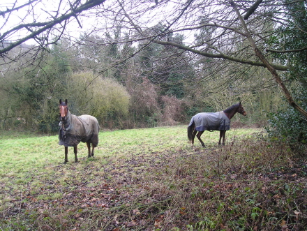 Horses in The Paddock Ledbury Portal