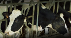 Factory Farming Cows on Ledbury Portal