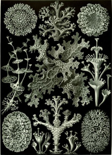 Haeckel Lichens wikipedia ledbury portal