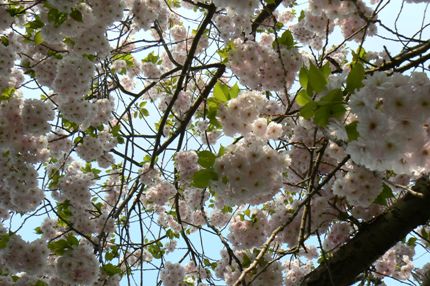 Cherry Blossom on Ledbury Community Portal