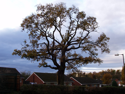 Oak Tree on Ledbury Town Trail Ledbury Portal