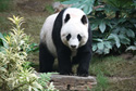 The Badger Panda