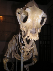 Skeletal Boxer