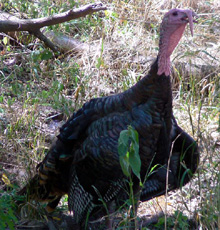 Wild Turkey Ledbury Portal