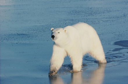 Polar Bear by David Fletcher on Ledbury Portal