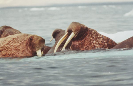 Walruses by David Fletcher on Ledbury Portal