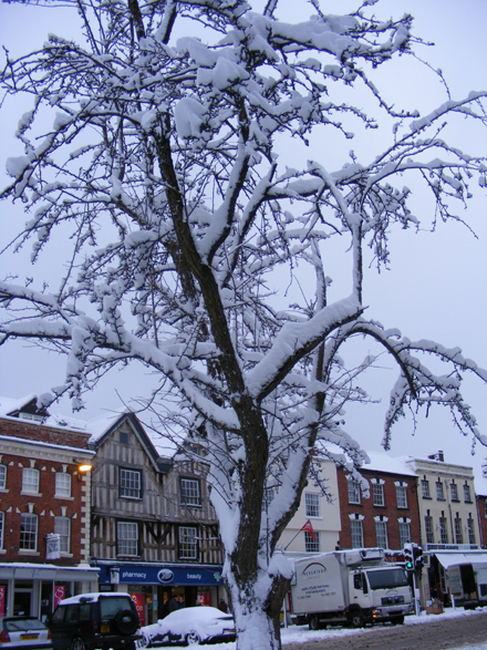 Tree Tree